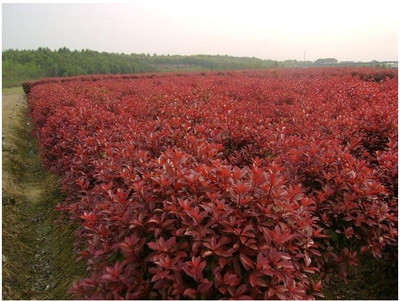 句容市天王鎮(zhèn)志德金屬材料廠 紅葉色蘭苗木的綠意商機
