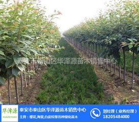 泰安市泰山區華澤源苗木銷售中心 品質苗木，綠色未來