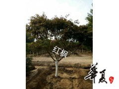 精品紅楓供應 —— 攜手旭東苗木種植專業合作社，共賞秋色如畫
