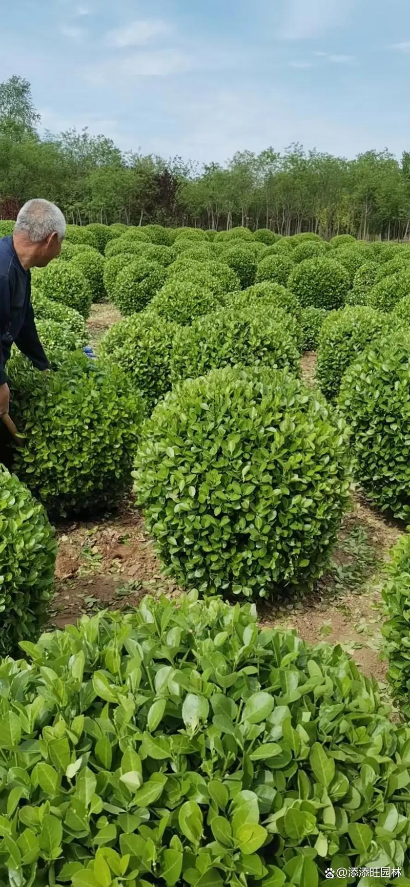綠化苗木市場全景分析 從浪潮起伏到價值重構