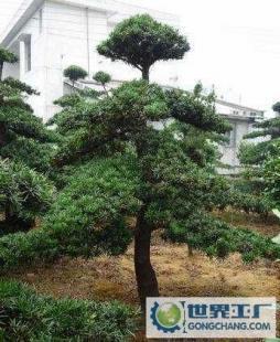 湖南綠化苗木造型羅漢松 從苗圃到園林的藝術升華