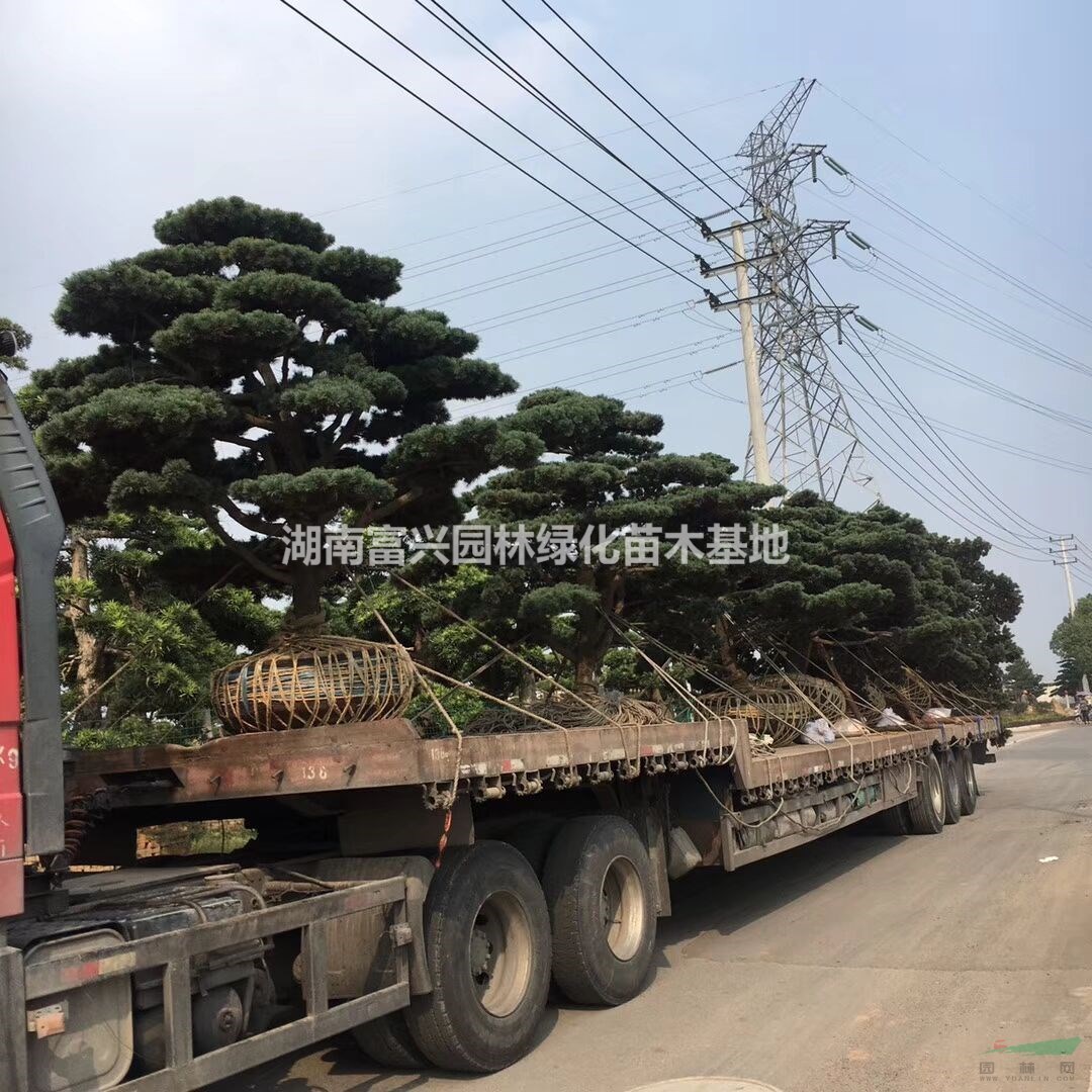 湖南富興園林綠化苗木基地 優質苗木的綠色家園