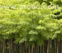 【商丘種植產品庫】_價格/圖片/廠家 - 河南產品庫